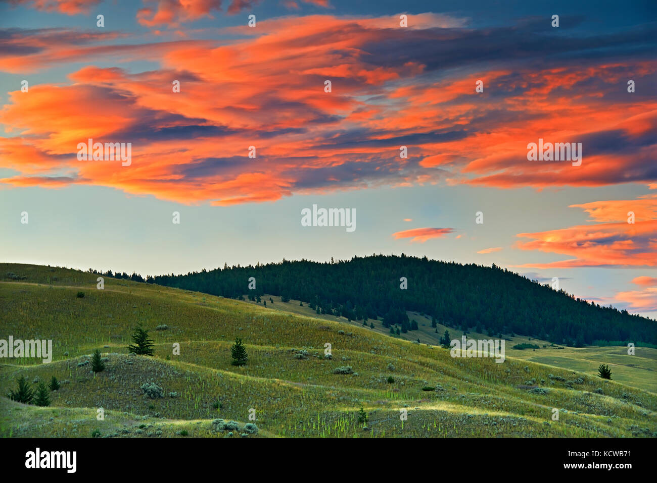 Grasland Ökosystem, Kamloops, British Columbia, Kanada Stockfoto