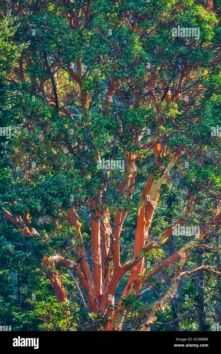 Arbutus (Pacific Madrone) (Arbutus menzeisii) Baum. Kanadas einziger einheimischer immergrüner Baum mit breitblättrigen Blättern., Saltspring Island (Golfinseln), British Columbia, Kanada Stockfoto