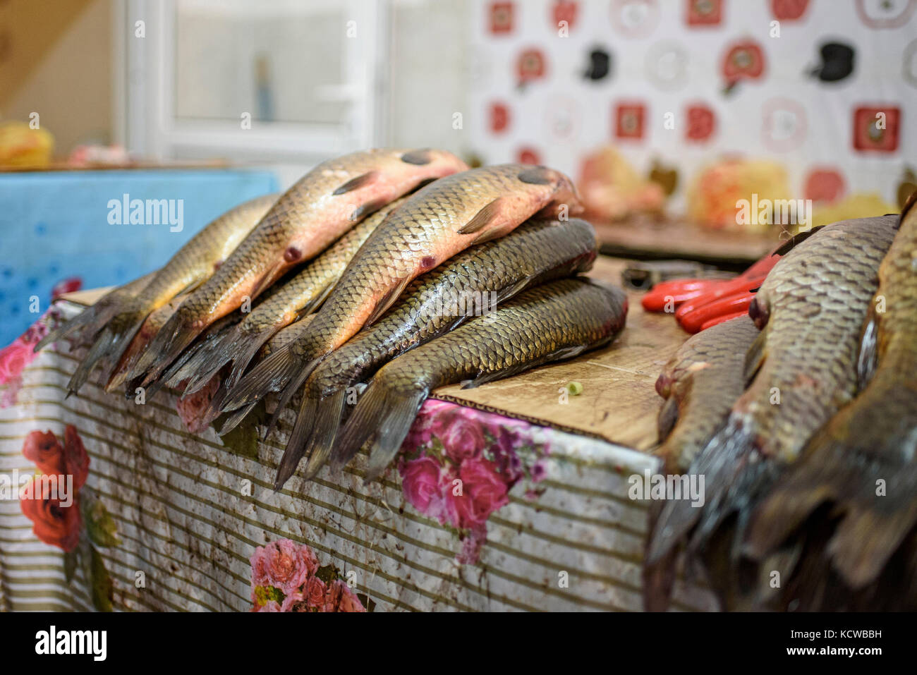 Jeden Tag in Aralsk Fischgeschäfte, Wahl ist wichtig, wie Karpfen, Silberkarpfen, Graskarpfen, Katzenfisch, Hecht, Zander, Brassen, Rotauge, Barsch und Schlangenkopf Sünde Stockfoto