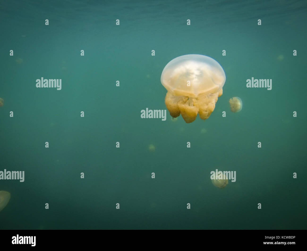 Jelly Fish Lake Koror Stockfoto