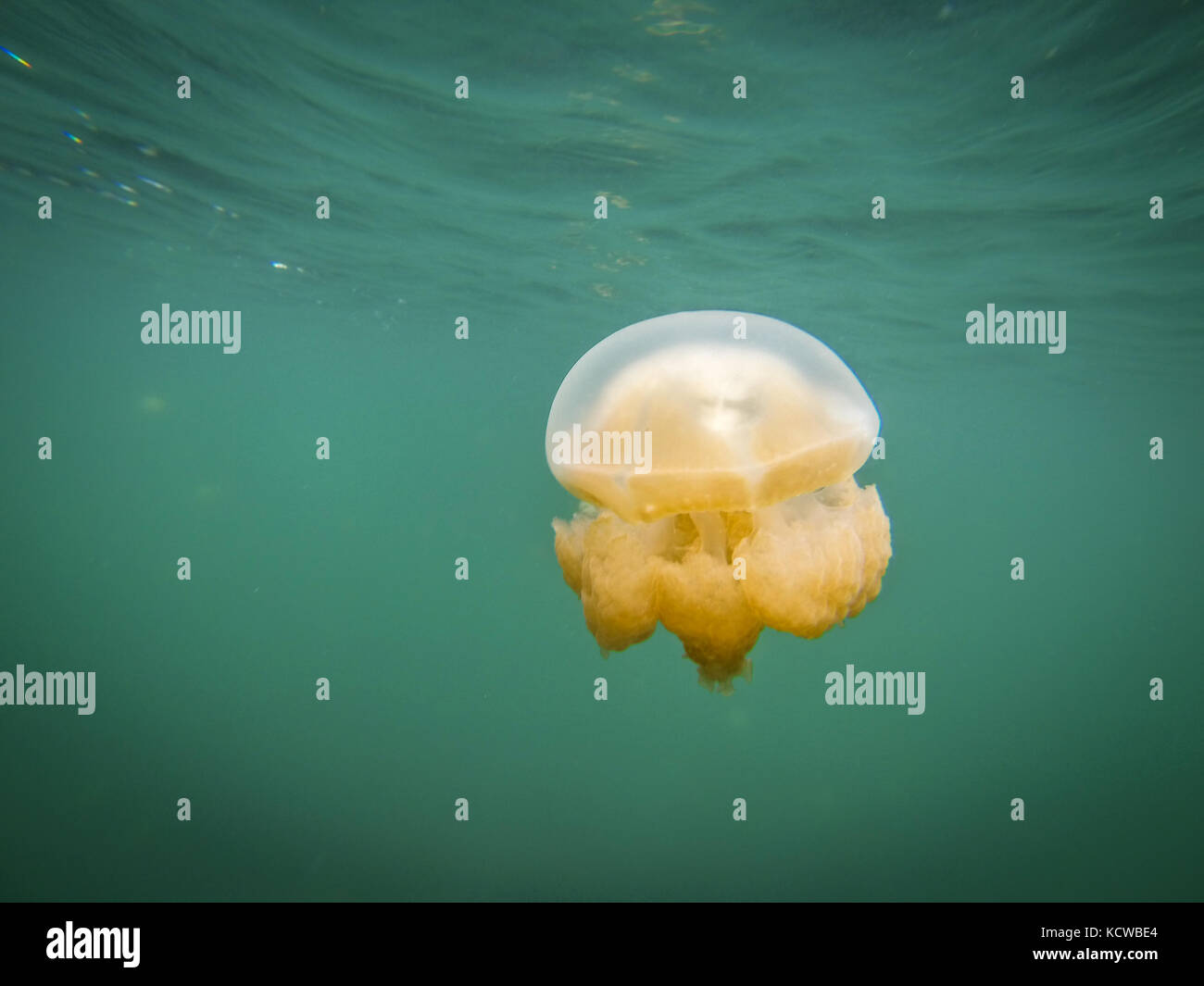 Jelly Fish Lake Koror Stockfoto