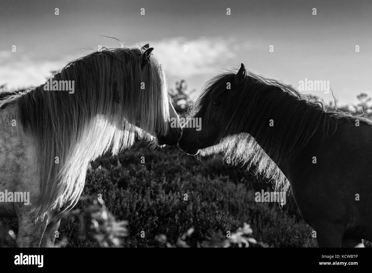 Wilde Pferde auf Berggebiete Heide Wiese Close Up, Schwarz und Weiß Stockfoto