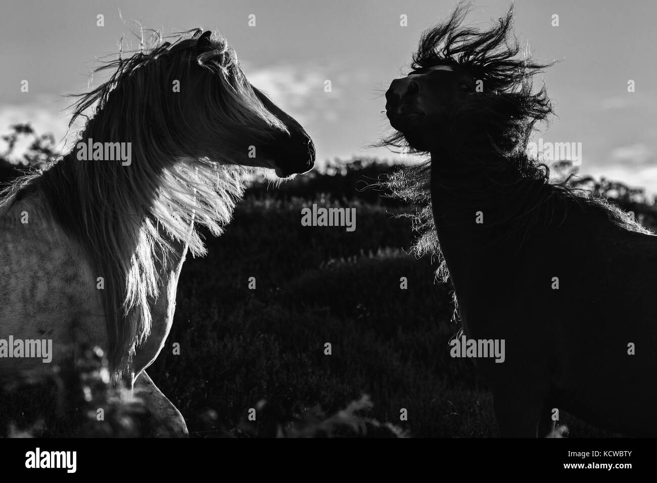 Kampf gegen wilde Pferde auf Berggebiete Heide Wiese Schwarz und Weiß Stockfoto