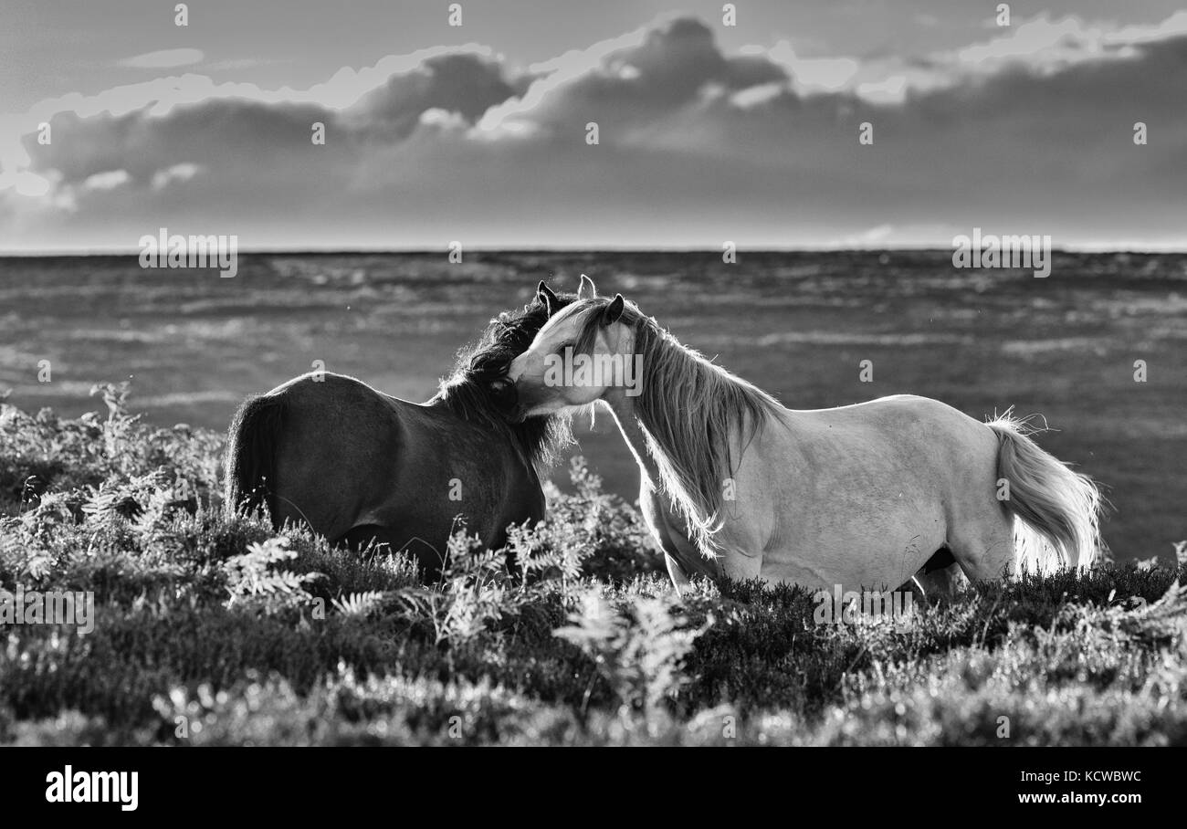Wilde Pferde auf Berggebiete Heide Wiese, Schwarz und Weiß Stockfoto
