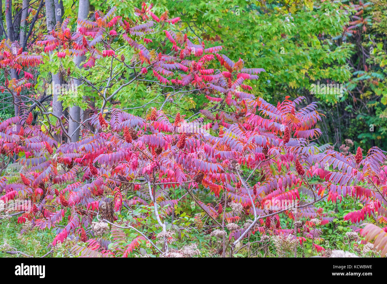Die Blätter der staghorn Sumac (rhus typhina), häufig im südlichen Ontario, leuchtendes Rot im Herbst. Stockfoto