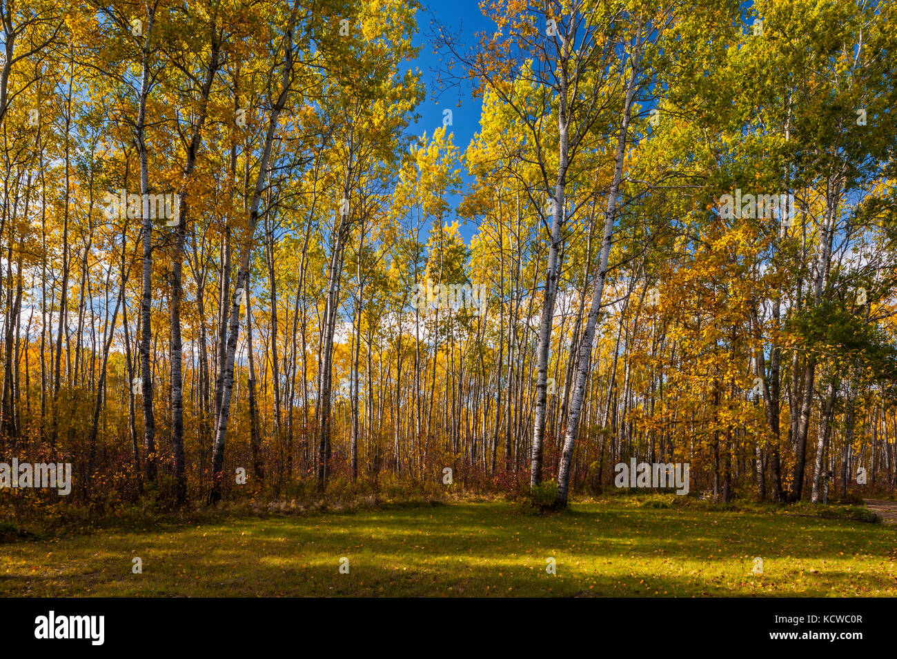 Aspen (Populus tremuloides) Wald im Herbst Farben, Ste. Anne, Manitoba, Kanada Stockfoto