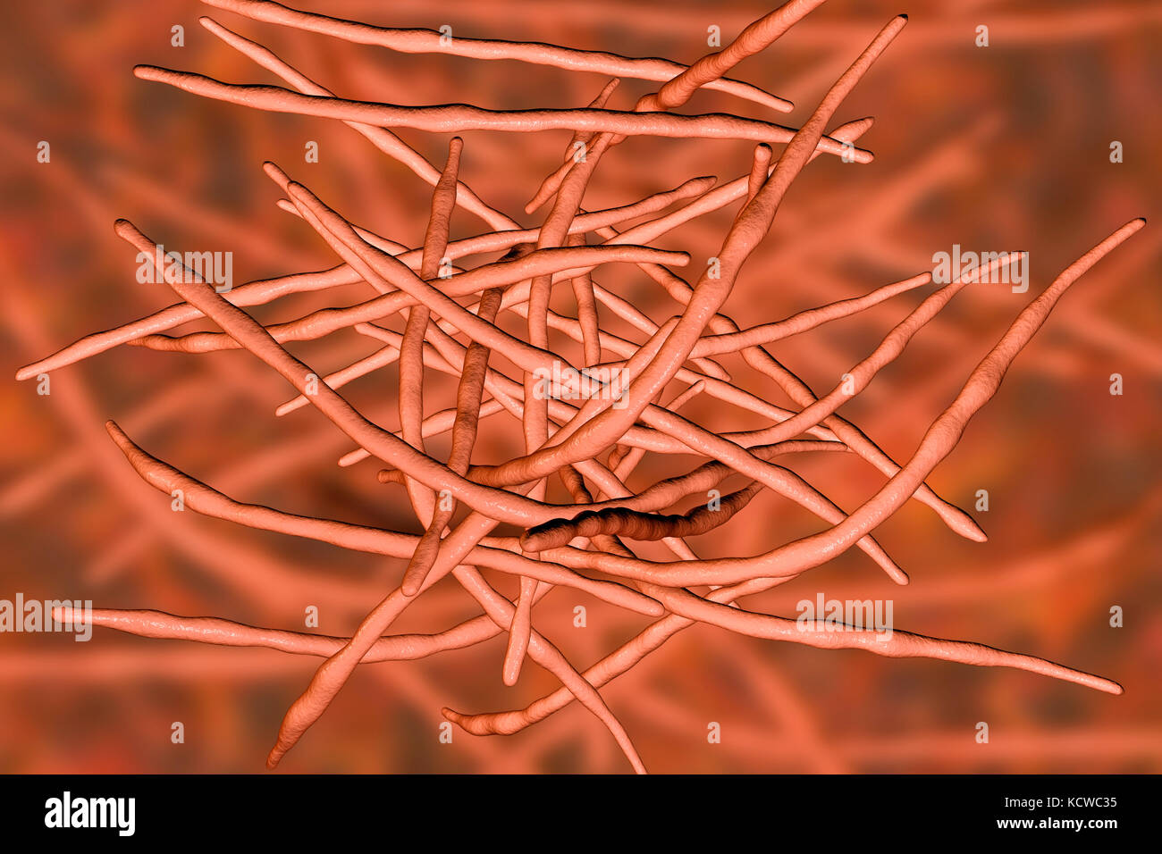 Actinomycete Bakterien, Computer Bild. Diese faserigen grampositive