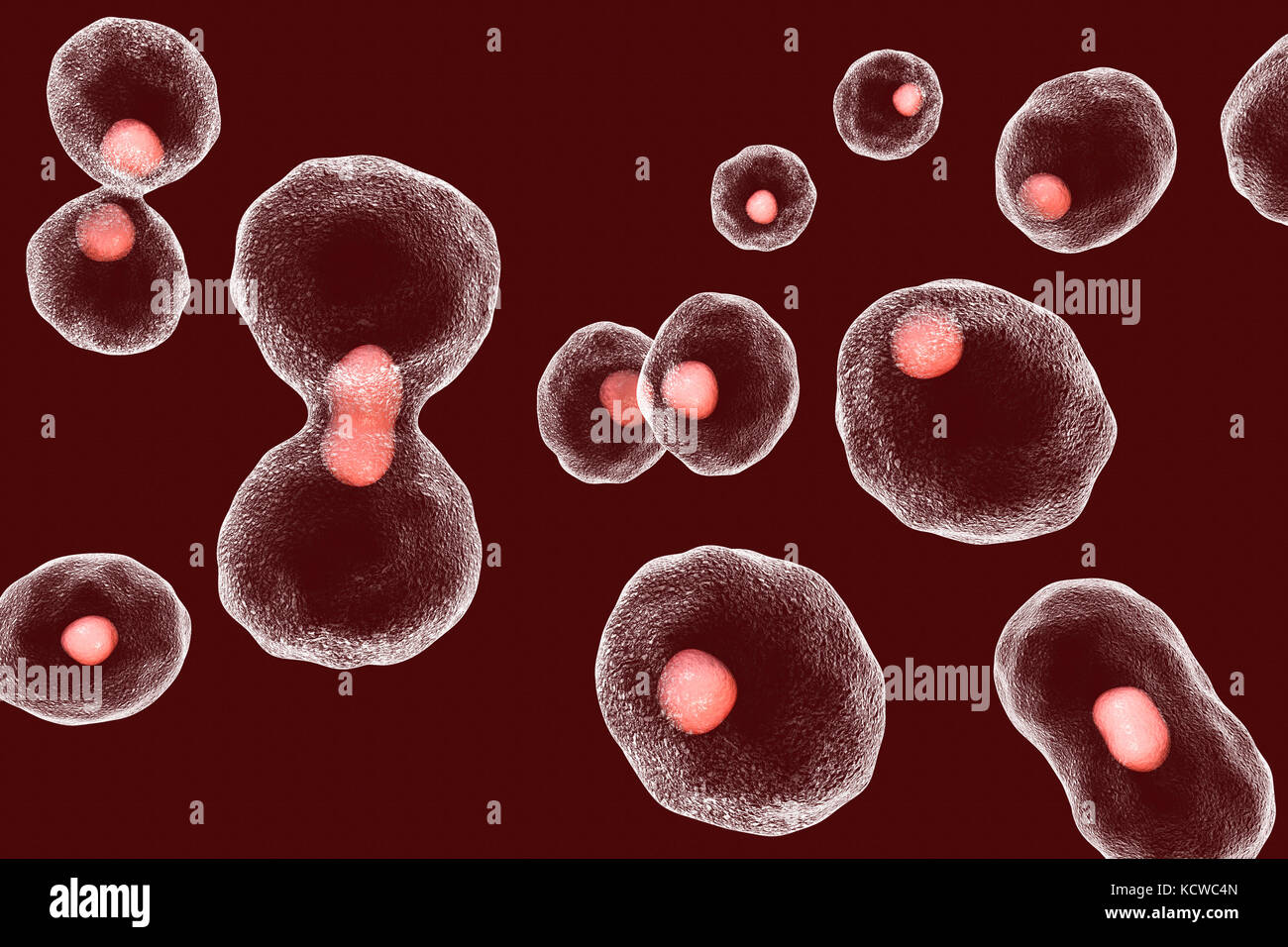 Die telomerverkürzung mit jeder Runde der Zellteilung, konzeptionelle Darstellung. Telomere, die Kappen auf Chromosomen, mit Alter und während der verschiedenen pathologischen Prozesse verkürzen. Stockfoto