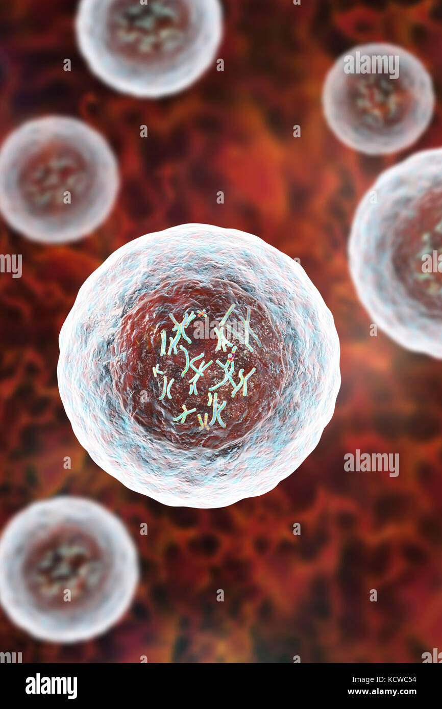 Die menschliche Zelle mit Chromosomen, Illustration. Chromosomen, die bestehen aus zwei identischen Chromatiden an ein Zentromer (Licht), bestehen aus Desoxyribonukleinsäure (DNA), um Proteine aufgewickelt. Die DNA enthält Abschnitte, Gene genannt, die genetischen Informationen des Körpers kodieren, Bestimmung der Struktur der einzelnen Zelle, Funktion und Verhalten. Stockfoto