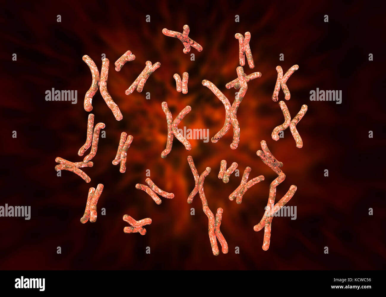 Menschliche Chromosomen Stockfotos und bilder Kaufen Alamy