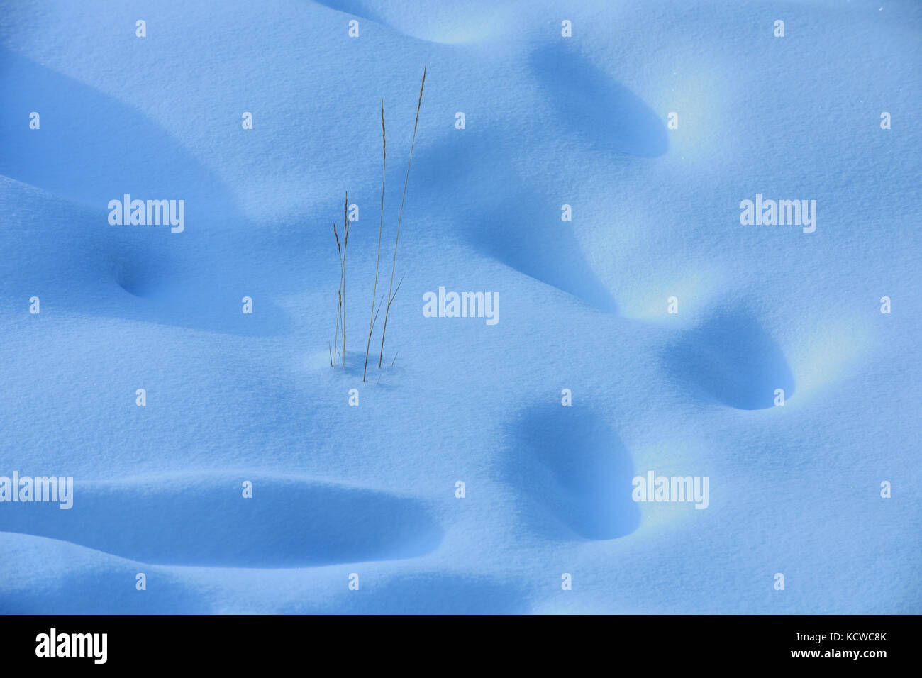 Gras und Schnee am Athabasca Falls, Jasper National Park, Alberta, Kanada Stockfoto