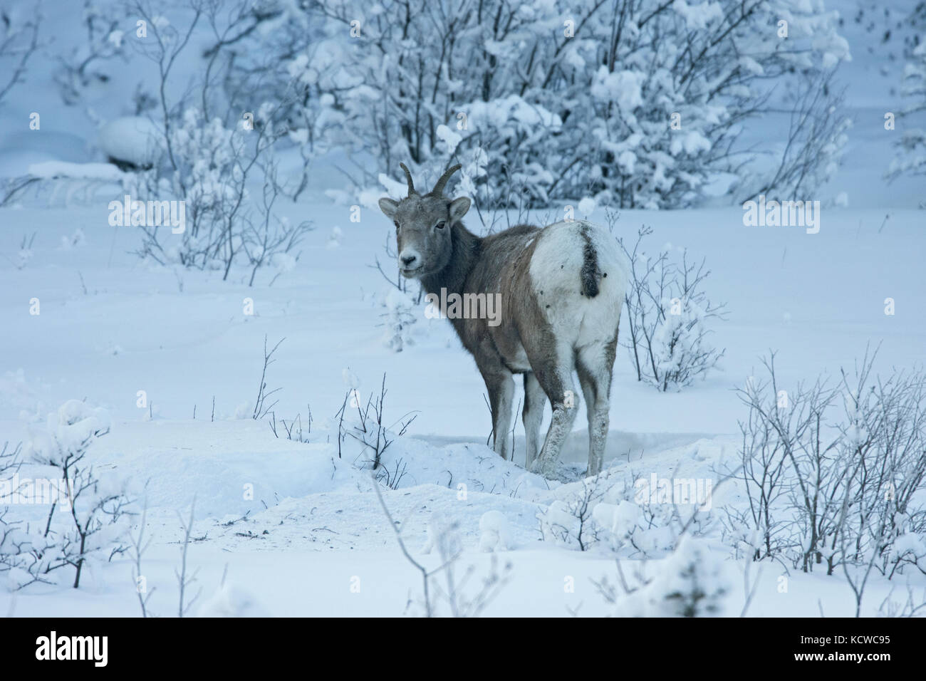 Bighorn Schafe (Ovis canadensis) im Winter, Jasper National Park, Alberta, Kanada Stockfoto