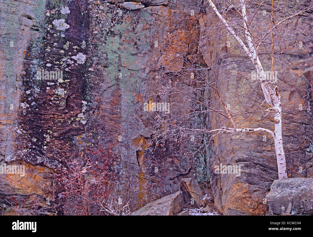 Birke (Betula Papyrifera) an der Felswand, Whiteshell Provincial Park, Manitoba, Kanada Stockfoto