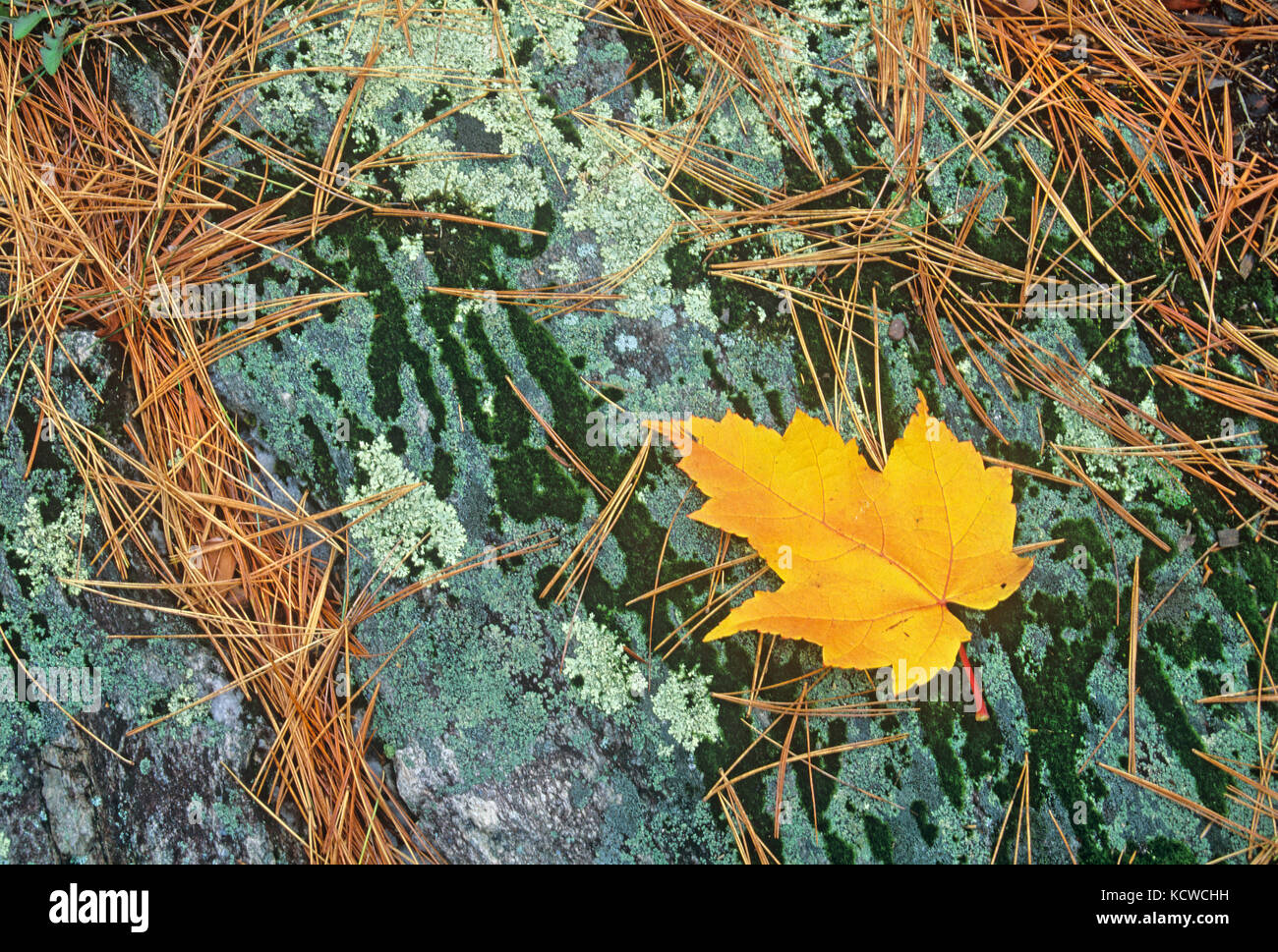 Red Maple Leaf (Acer rubrum), White Pine (Pinus strobi) Nadeln und Flechten auf Felsen, Sioux Narrows Provincial Park, Ontario, Kanada Stockfoto