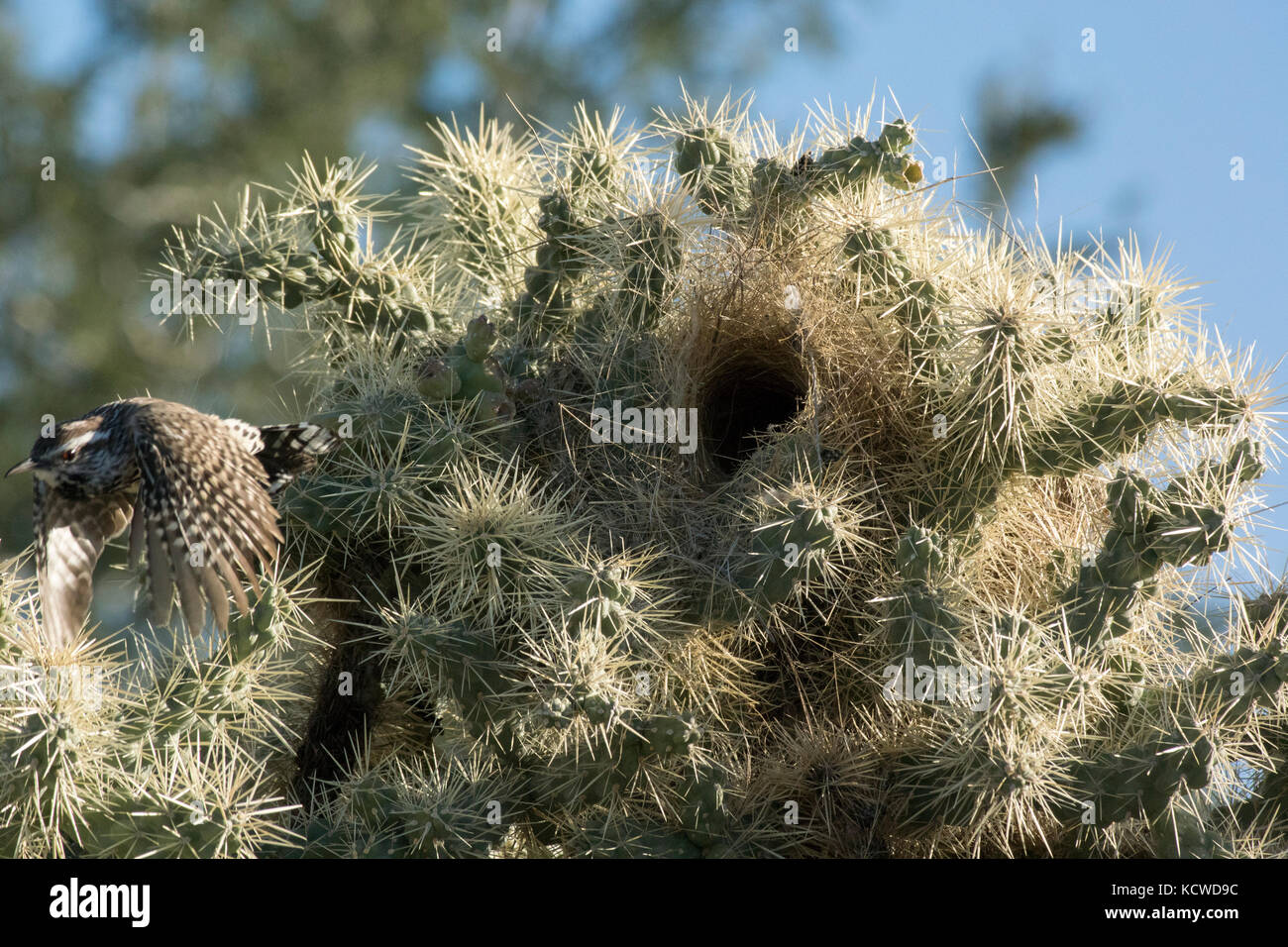 Cactus wren (Campylorhynchus brunneicapillus) verlassen das Nest in einem Teddybär Cholla Cactus (Cylindropuntia Bigelovii), Sonoran Wüste, AZ, USA Stockfoto
