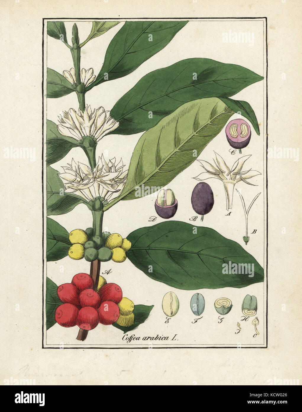 Kaffeepflanze, Coffea Arabica, mit Blumen, Bohnen und Samen. Papierkrbe  Kupferstich von Edouard Winklers getreue Abbildung aller in der  Pharmacopoea (True Bilder der Pharmakope), Leipzig, 1843 Stockfotografie -  Alamy