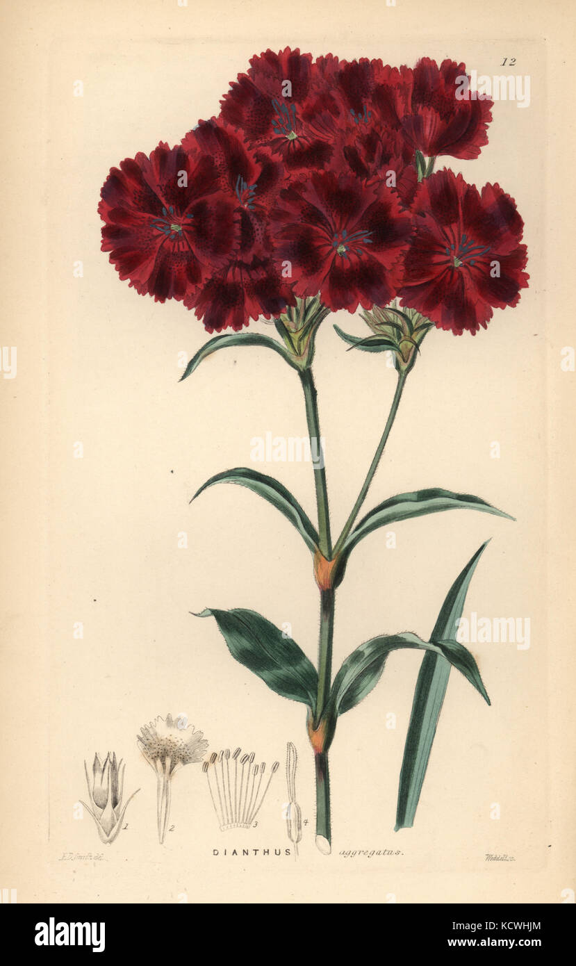 Sweet William, Dianthus barbatus (Voll Rosa, Dianthus aggregatus). Papierkörbe Kupferstich von Weddell nach Edwin Dalton Smith von John Lindley und Robert's Sweet ornamentalen Blumen Garten und Gebüsch, G. Willis, London, 1854. Stockfoto