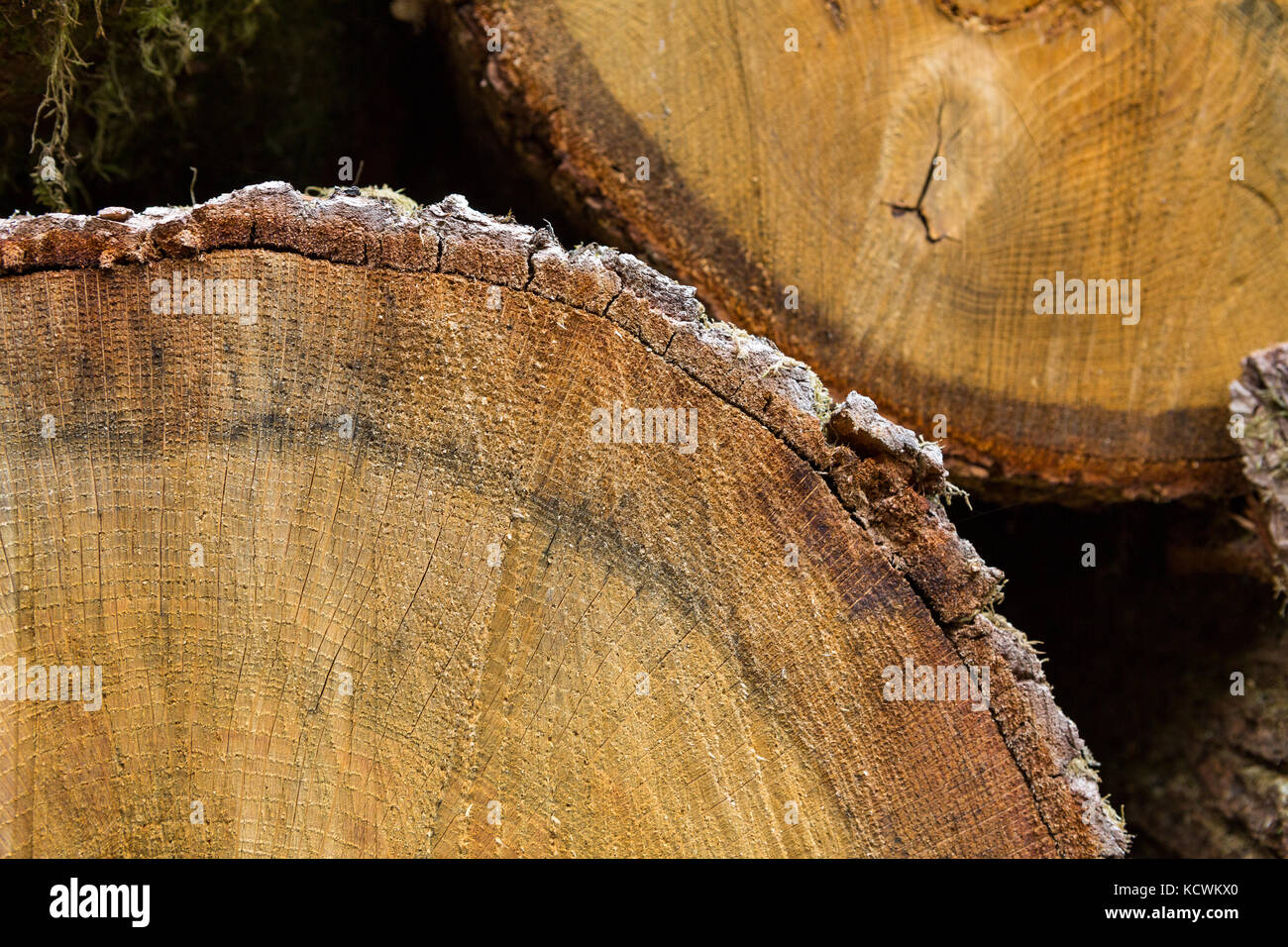 Abstrakte Querschnitt des grossen Schnitt Kiefer - Pinus - Zeigt das Wachstum Ringe und Rinde. Stockfoto