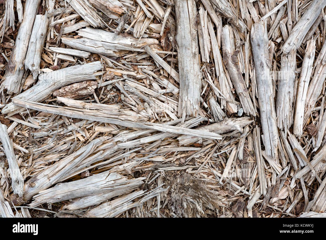 Abstrakte Blick von oben auf die alten Äste, Reisig und Äste auf dem Boden liegen. Stockfoto