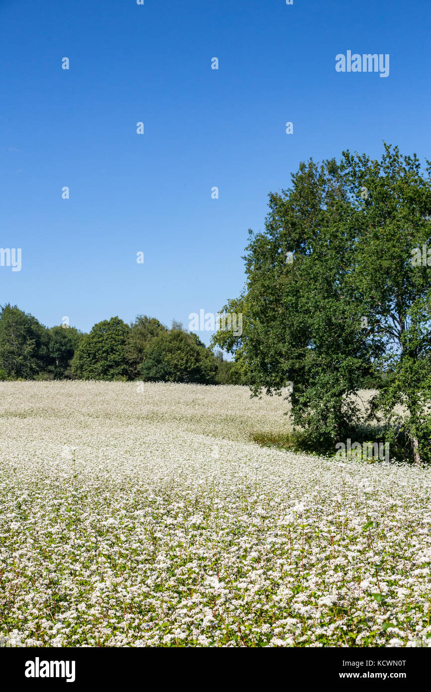 Ein von Bäumen umgebenes Feld ist mit weiß blühendem Buchweizen (Fagopyrum esculentum) bedeckt – einem natürlichen Dünger und einer Deckpflanze. Stockfoto