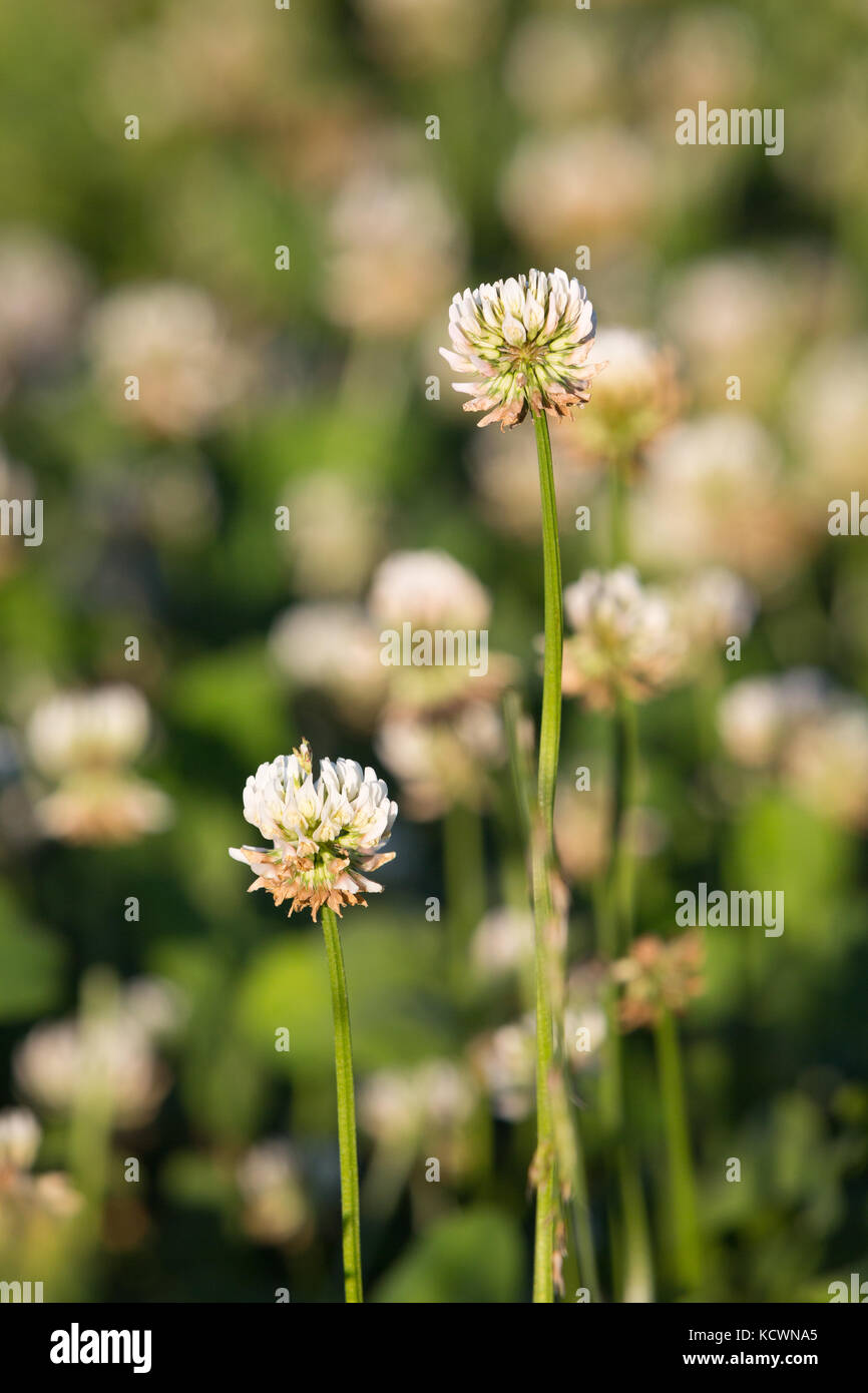 Nahaufnahme der Blüten des Weißklees (Trifolium repens) auf einem Feld im nachmittäglichen Sonnenlicht. Stockfoto