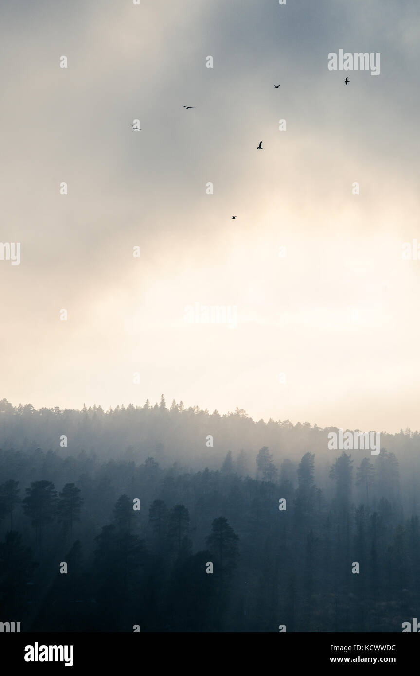 Vögel in stimmungsvoller Beleuchtung über einem Wald Stockfoto