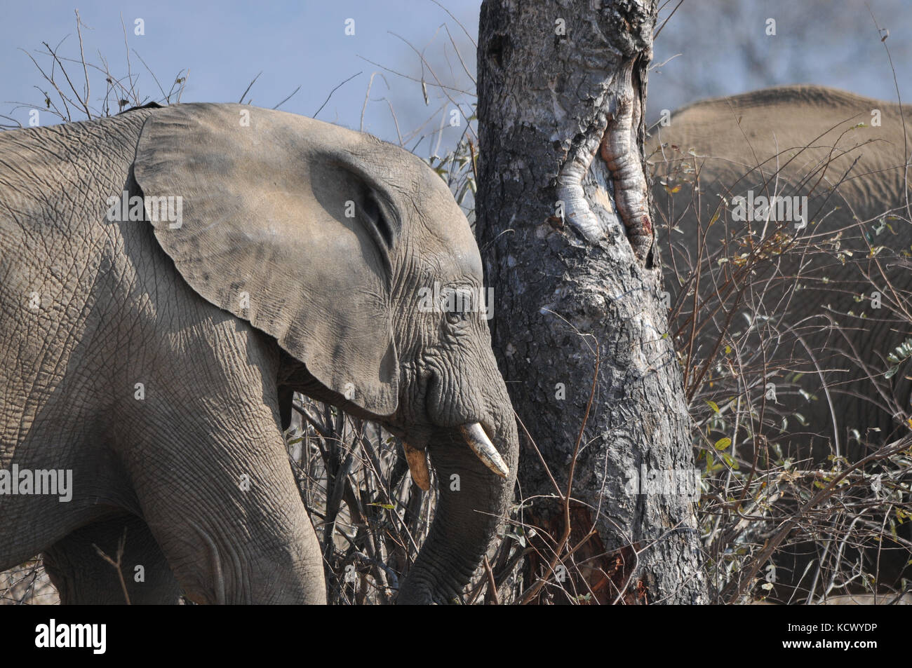 Elefanten im Kruger Park Stockfoto
