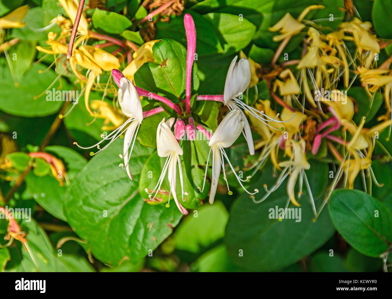 Lonicera caprifolium (Ziege - Blatt Geiblatt, italienische Geiblatt,  perfoliate Woodbine) Blumen, 'Mana maicii domnului" vor, der sich in der  Nhe Stockfotografie - Alamy