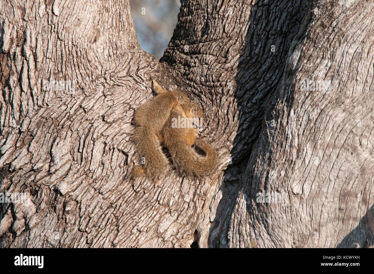 Paar Eichhörnchen Stockfoto