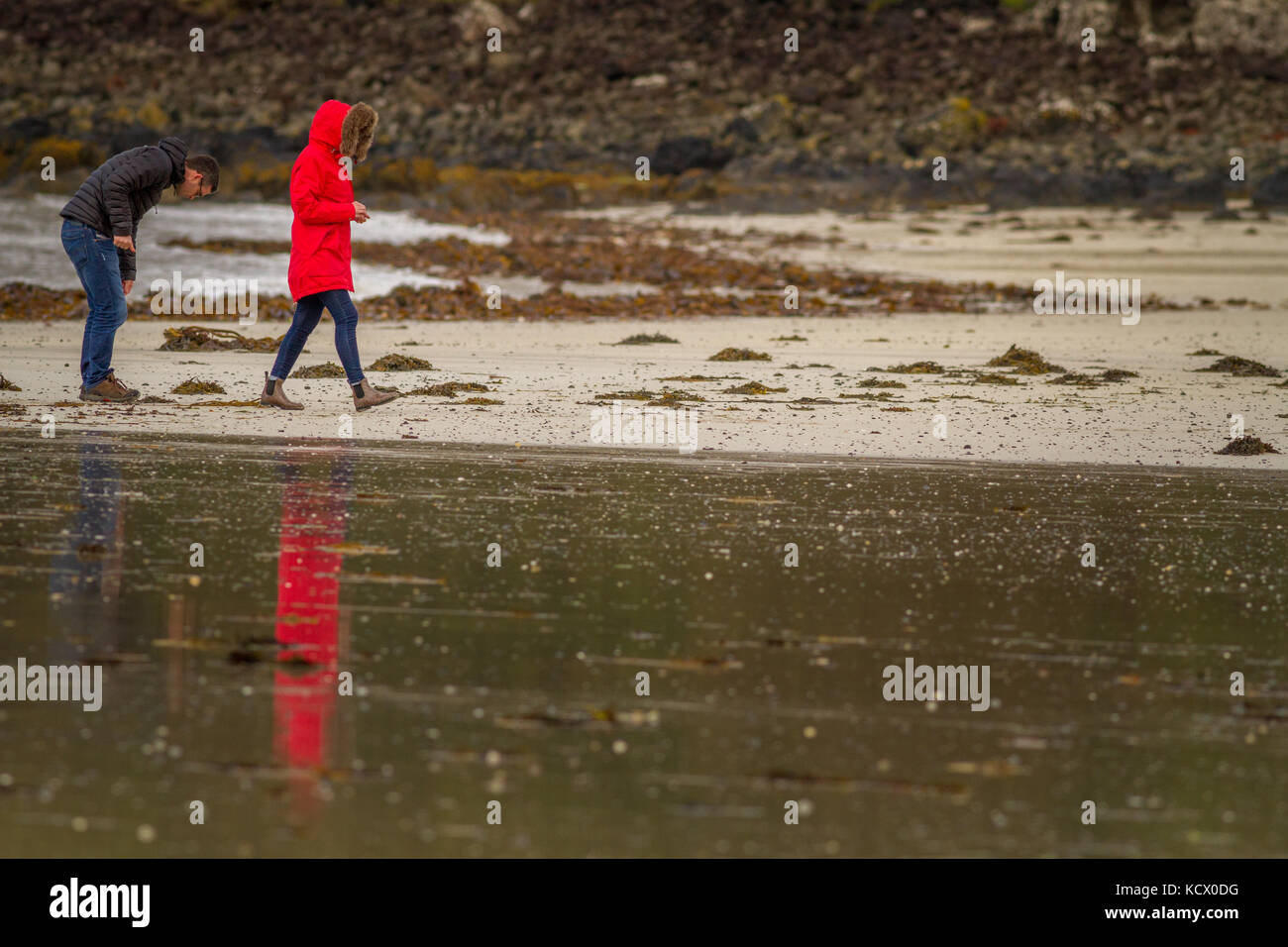 Paar Muscheln sammeln, Kieselsteine und Strandgut auf Calgary Bay Beach, Isle of Mull, Schottland Stockfoto