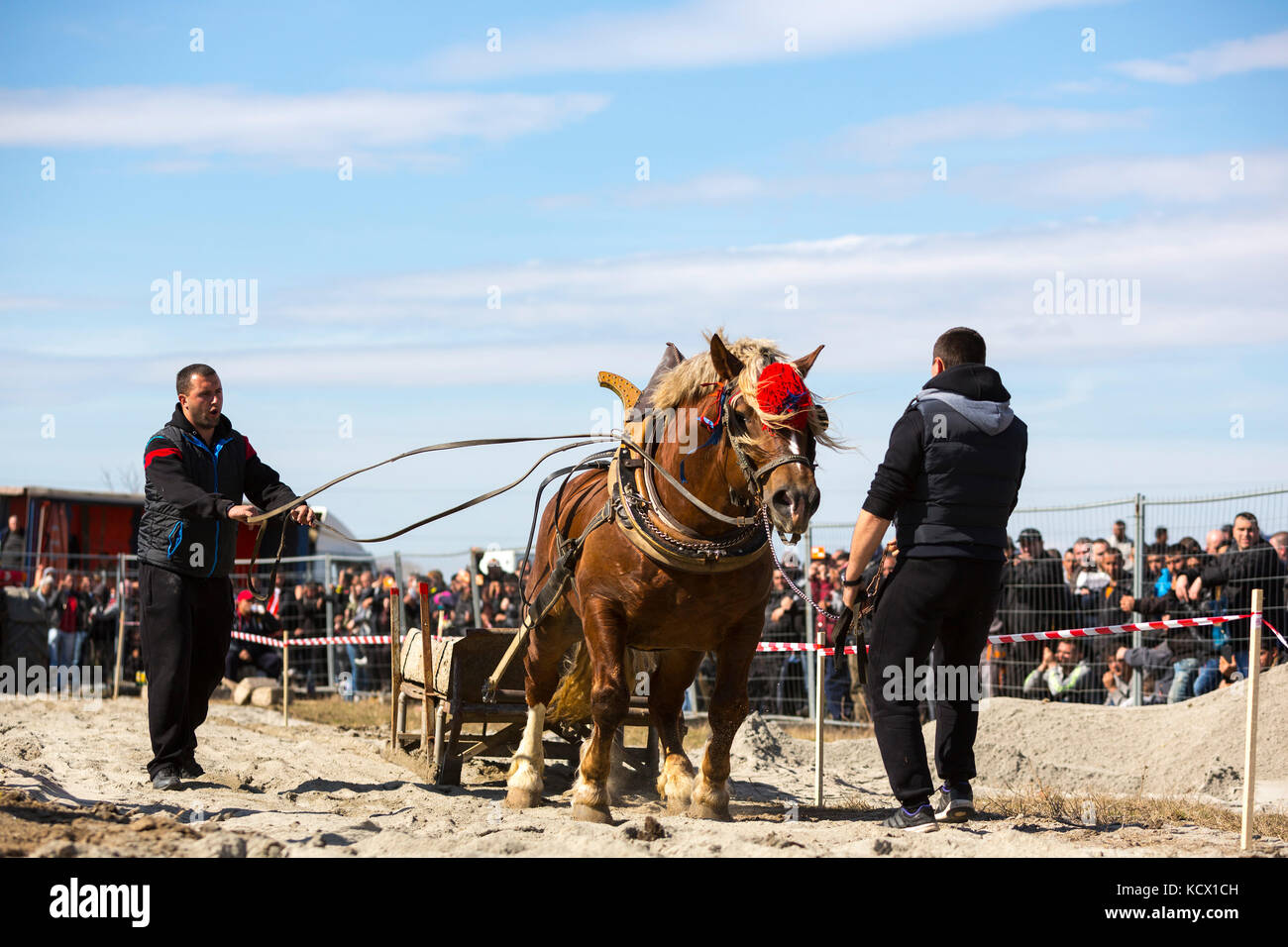 Sofia, Bulgarien - 3. März, 2017: Pferde und ihre Besitzer an einer schweren Turnier ziehen. Die Tiere hat eine Last von Hunderten von kilogra zu ziehen Stockfoto