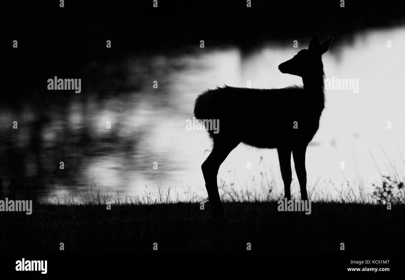 Silhouette einer Frau Damwild. Stockfoto