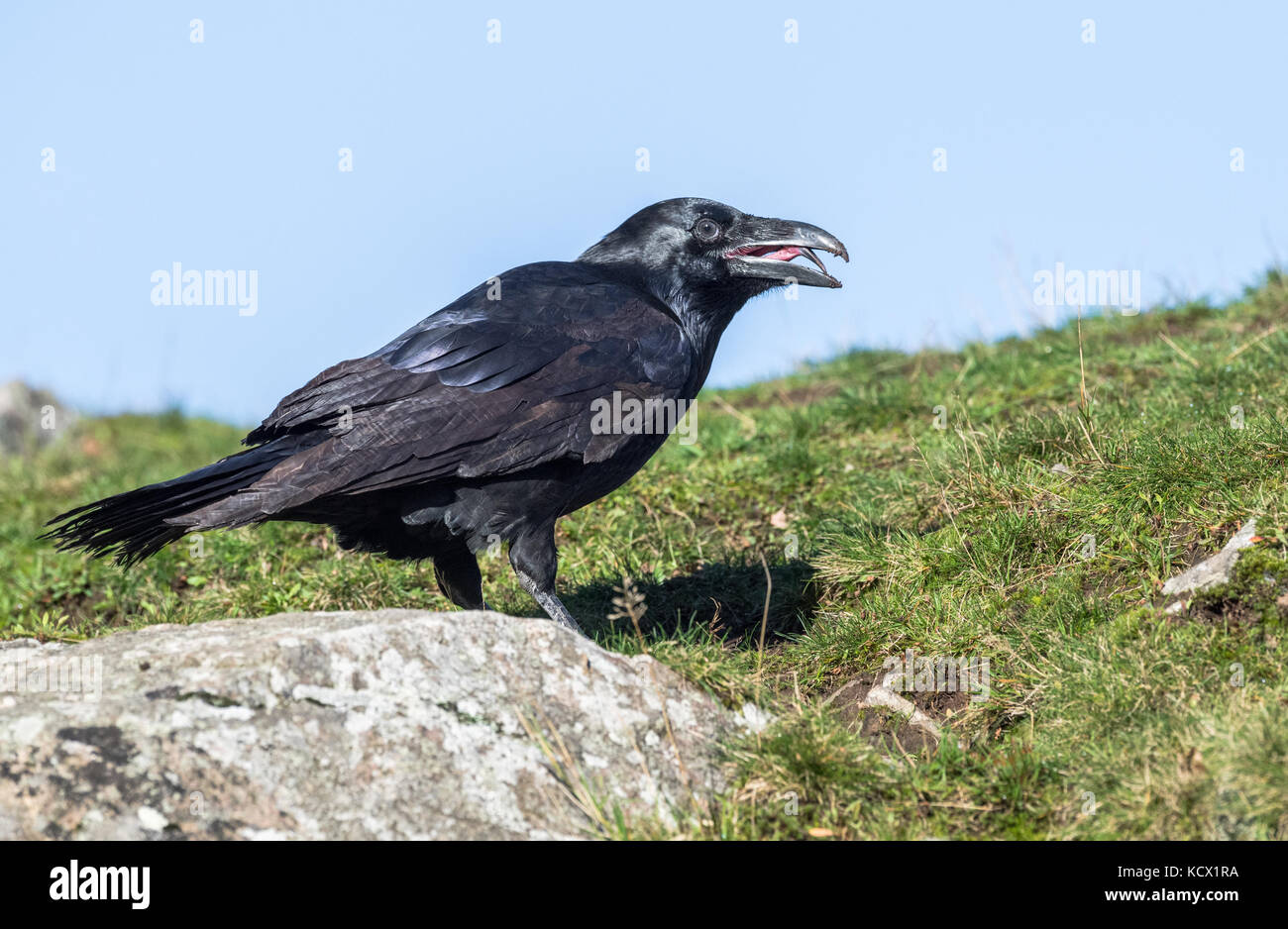 Raven, der größte Vogel der Krähe Familie. Stockfoto