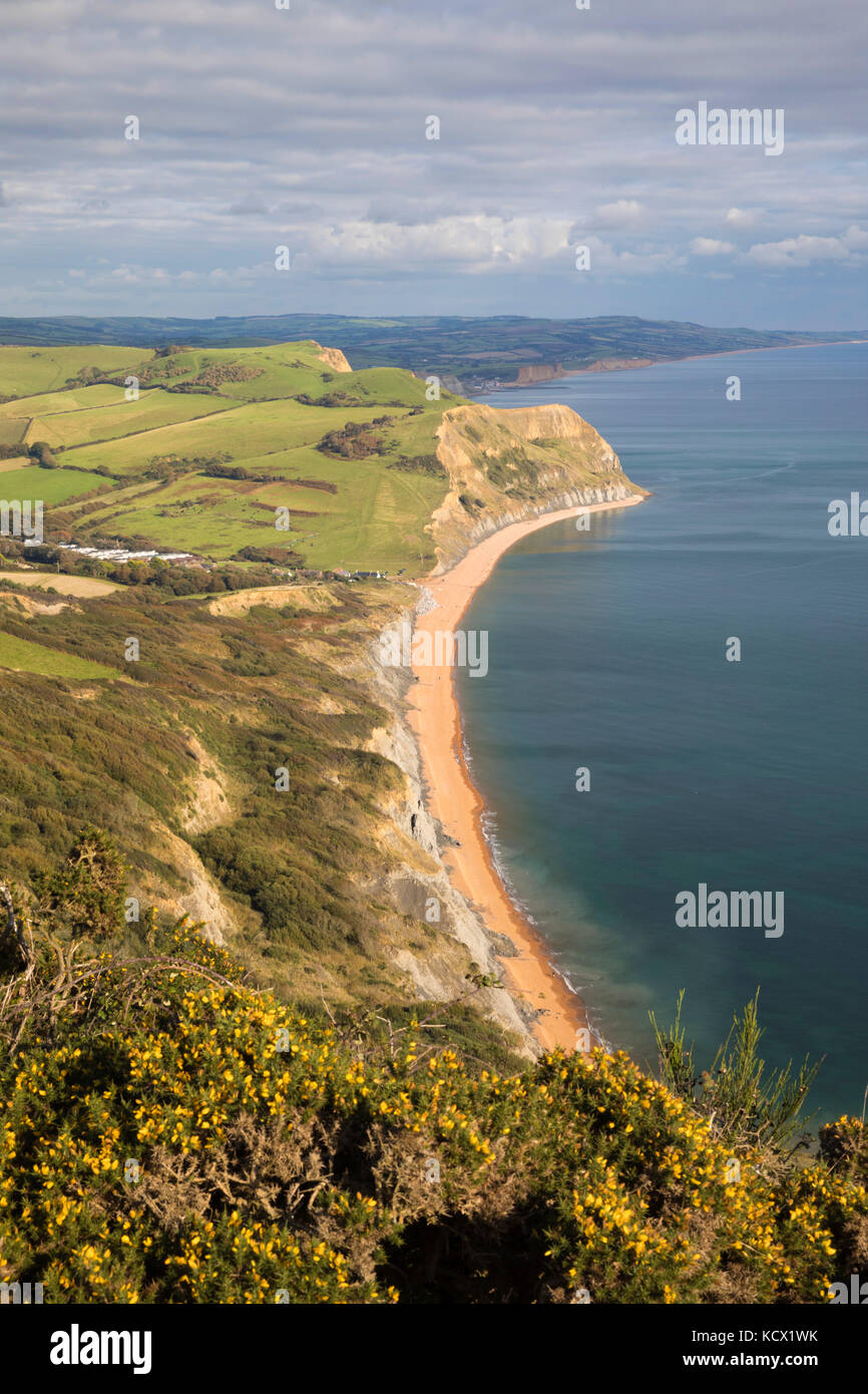 Blick entlang der Jurassic Coast nach Osten zu Seatown vom Gipfel des Golden Cap, Seatown, Dorset, England, Vereinigtes Königreich, Europa Stockfoto