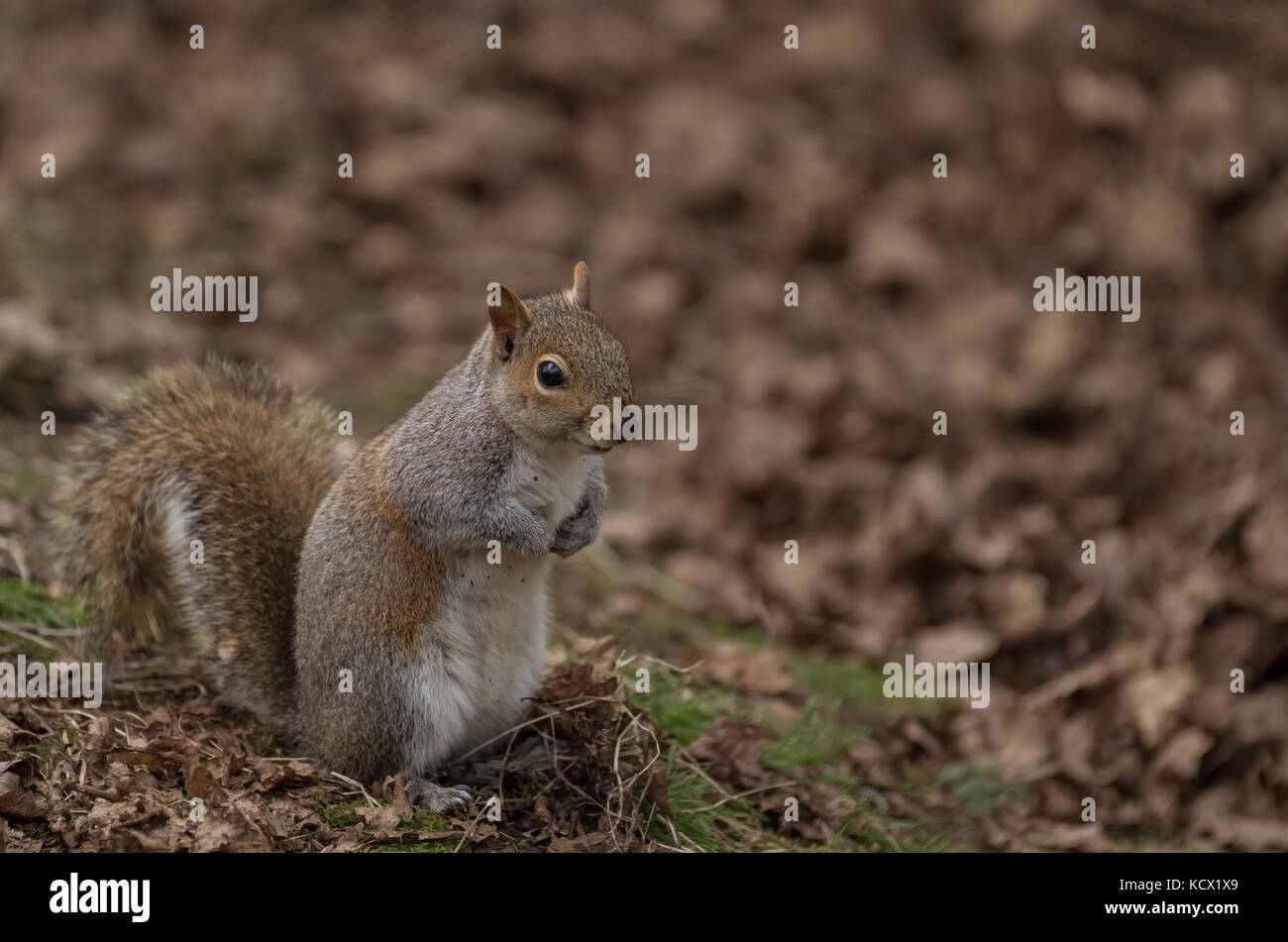 Graue Eichhörnchen (Sciurus carolinensis) im Wald und Wald in England, Großbritannien Stockfoto