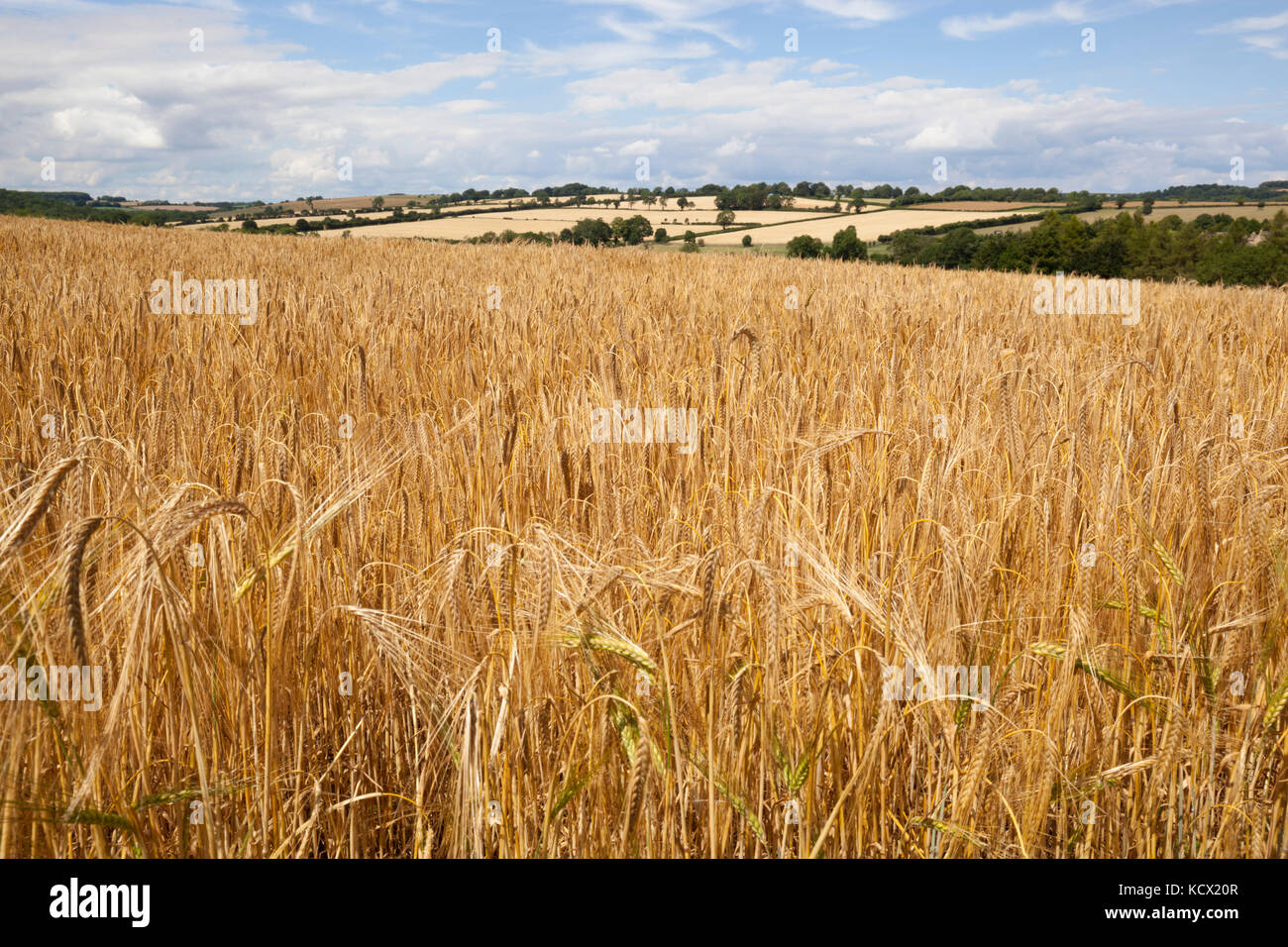Reife Gerste im Feld Guiting Macht, Cotswolds, Gloucestershire, England, Vereinigtes Königreich, Europa Stockfoto