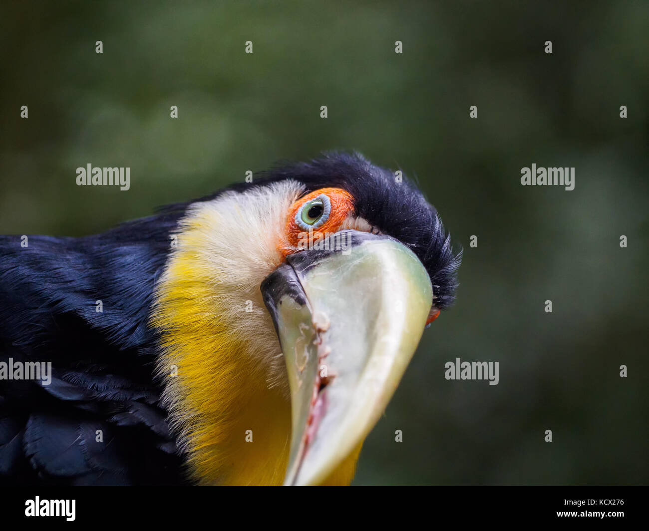 Grün-billed Toucan Stockfoto