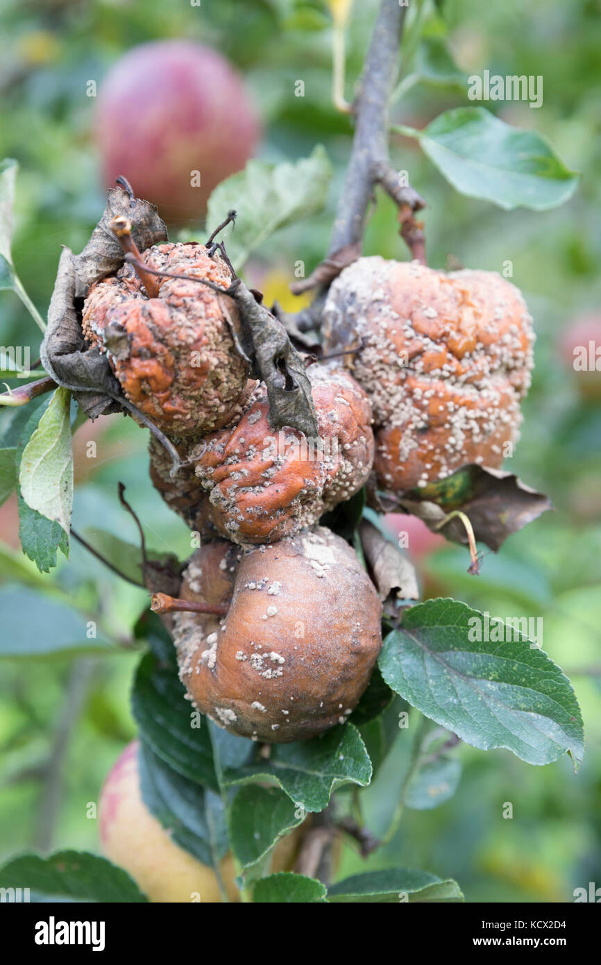 Faule Äpfel auf dem Ast mit flachem Fokus Stockfoto