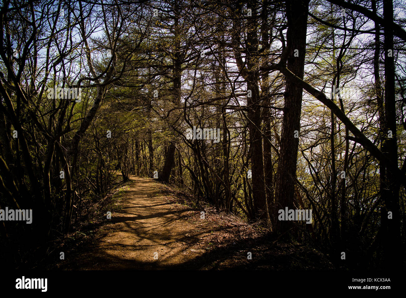 Einen schattigen Waldweg warten darauf, erkundet zu werden. Stockfoto