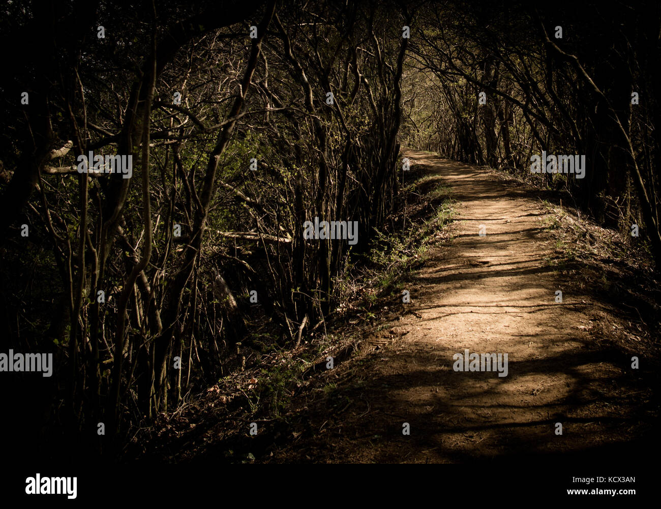 Ein Waldweg, umgeben von Bäumen, ist es unmöglich, zu sehen, was ist um die Ecke. Stockfoto