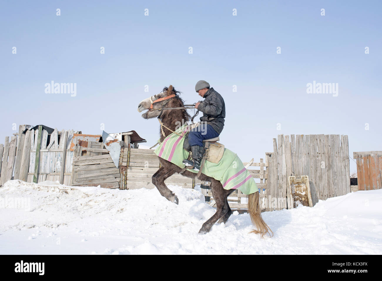 Aibolsyn Shamshaev (21 Jahre) trainiert sein junges Pferd, er wird es reiten, um seine Kamelherde in den Steppen im Frühjahr zu bekommen. Februar 2017. Aibolsyn Stockfoto