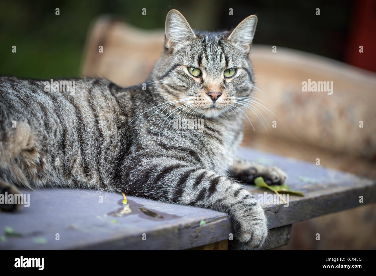 Seltsam aussehenden Katze, Herbst, Polnische Landschaft, Natur, reine Freude und echten Kontakt mit Tieren während der Ferien. Stockfoto