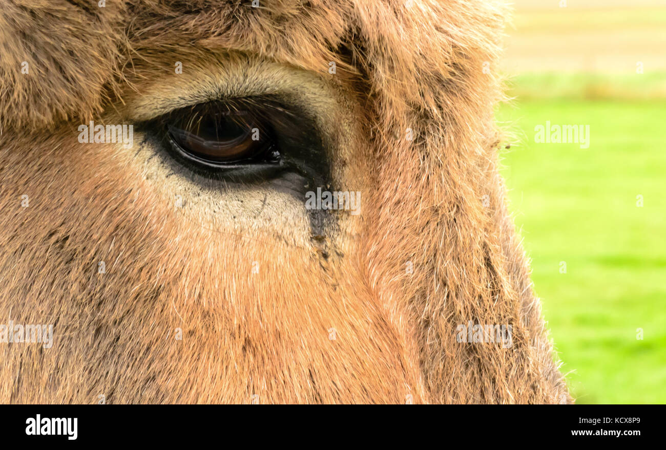 Eine Nahaufnahme von einem Esel Braunes Auge suchen etwas weinerlich und voller Trauer. Stockfoto