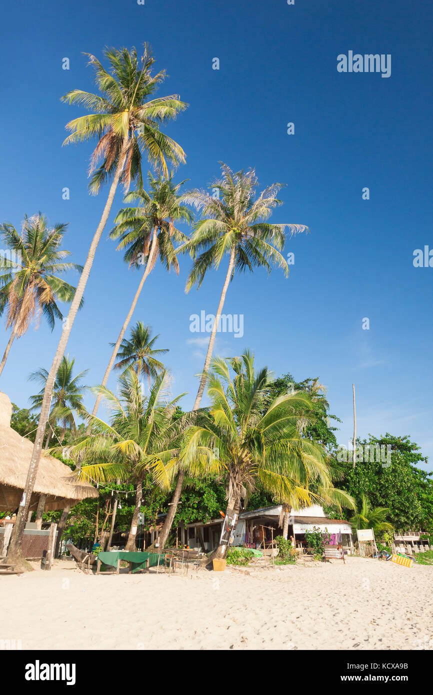 Kokospalme mit weißem Sand und blauem Himmel. Stockfoto