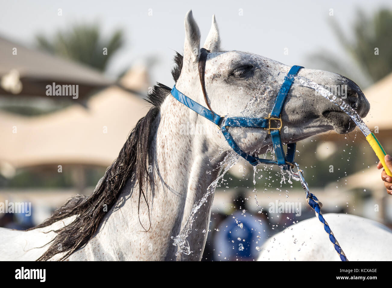 Eine entspannte arabische Pferd genießen Sie eine erfrischende Dusche. Dubai, VAE. Stockfoto