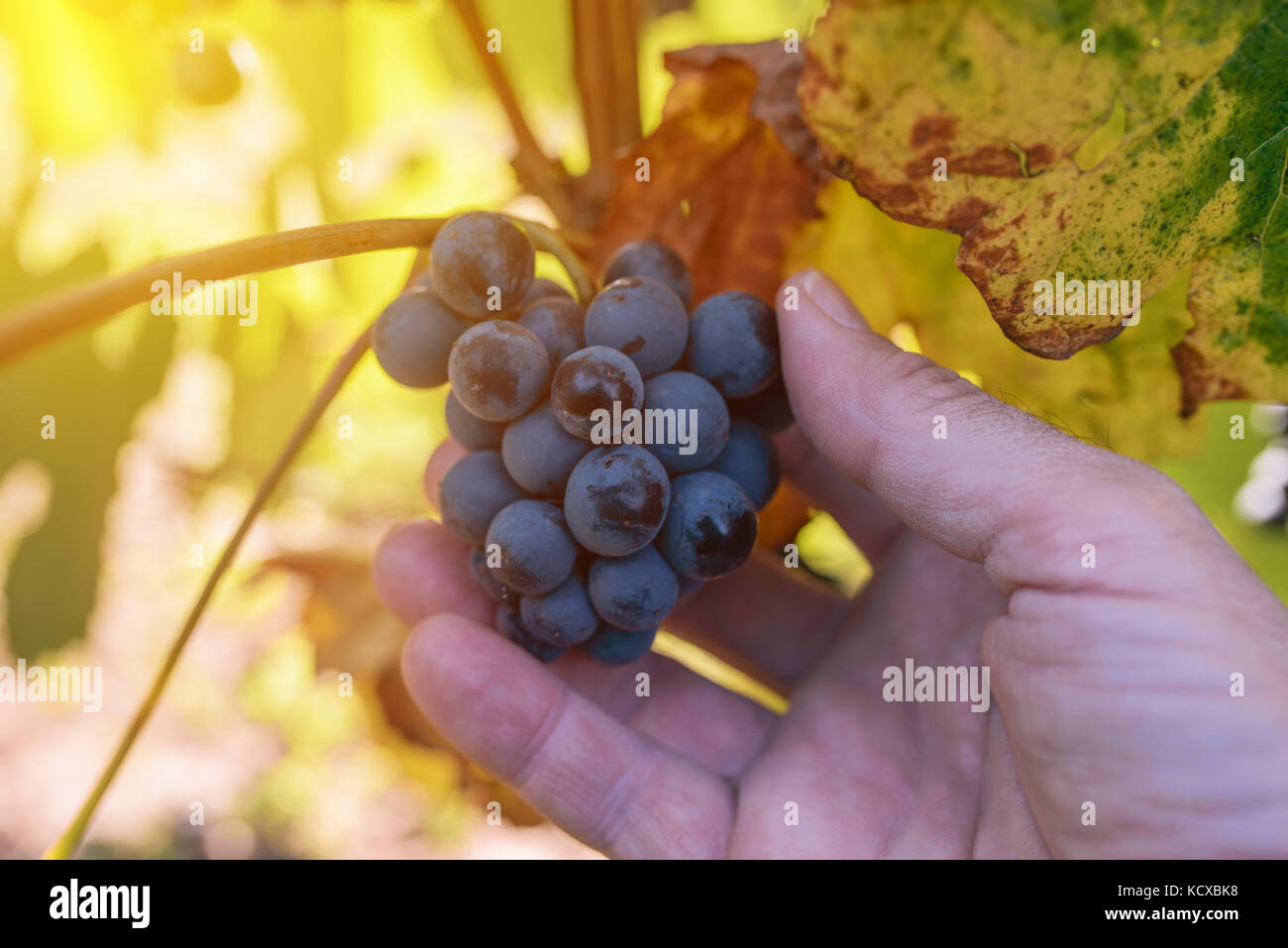 Bauer untersuchen und Kommissionierung Trauben Obst in organischen grapeyard Garten gewachsen, männliche Hand, die reifende Frucht Stockfoto