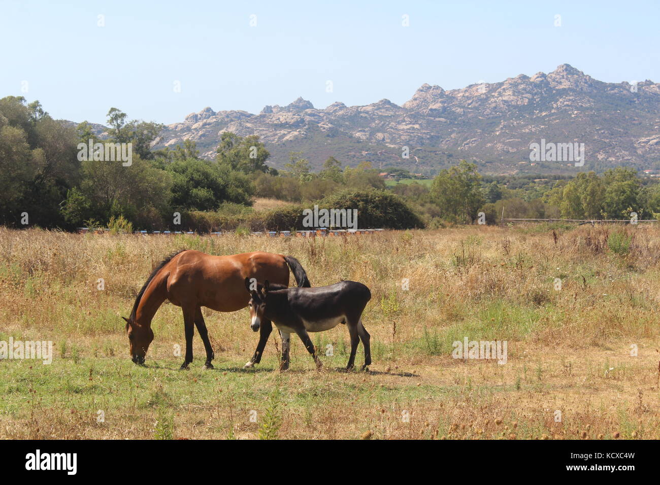 Braunes Pferd und Esel stehen zusammen in Feld in Sardinien, mit Bergen im Hintergrund Braunes Pferd und Esel stehen zusammen in Feld in Sardinien, mit Bergen im Hintergrund