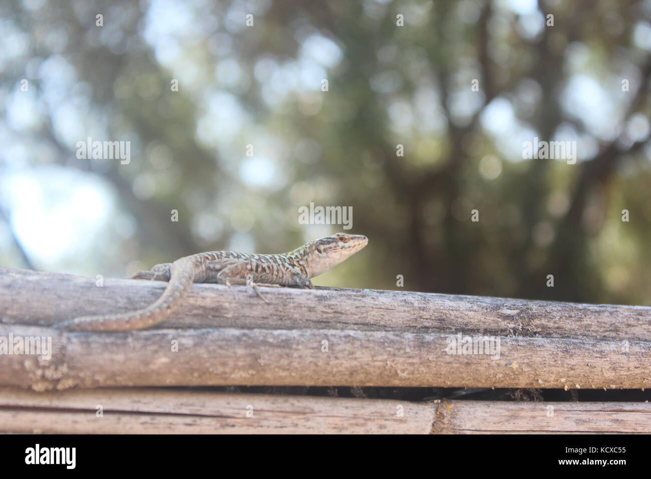 Lächelnd grüne Eidechse saß oben auf der Protokolle. Stockfoto