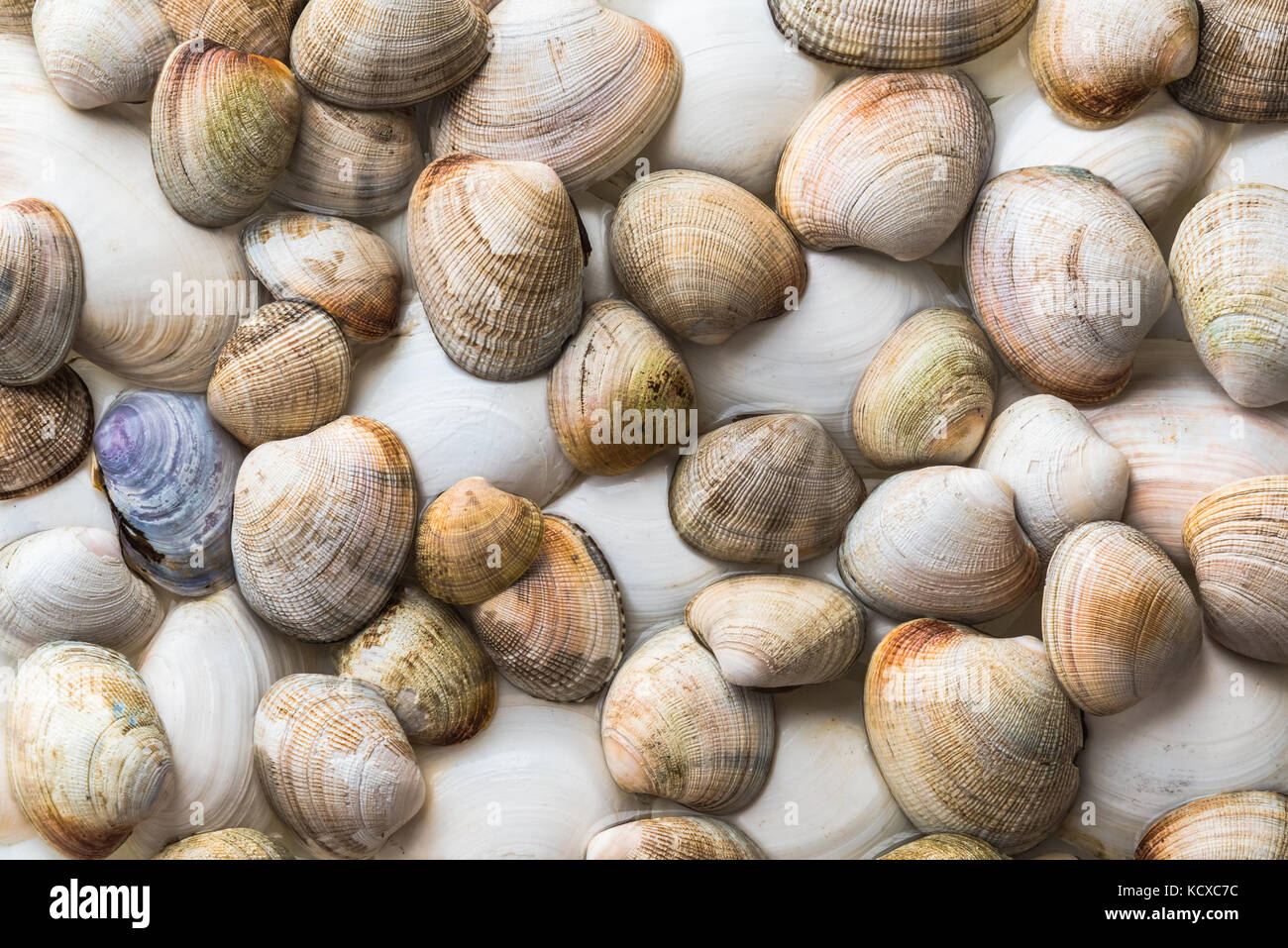 Sammlung von verschiedenen Venusmuscheln vom Pazifischen Ozean Stockfoto