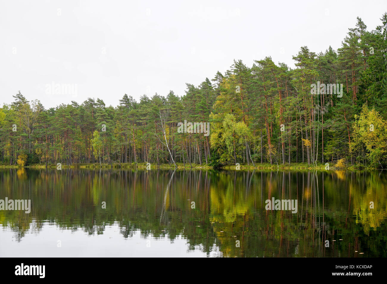 Schöne Herbst Wald in der Nähe der Wasser Stockfoto